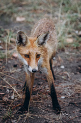 fox in the forest,sitting on grass