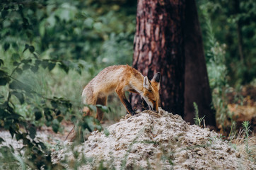 fox in the forest,sitting on grass