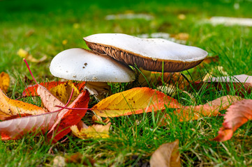 Mushrooms on a meadow which are standing very close to each other between autumnal foliage.
