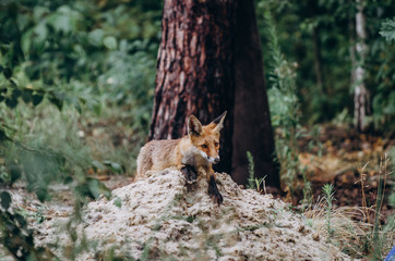 fox in the forest,sitting on grass