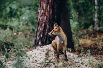 Naklejka na ściany i meble fox in the forest,sitting on grass