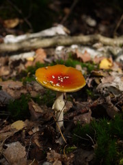 Der Fliegenpilz im Herbst