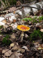 Der Fliegenpilz im Herbst