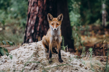 fox in the forest,sitting on grass