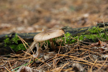 mushroom in the autumn forest