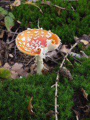 Der Fliegenpilz im Herbst