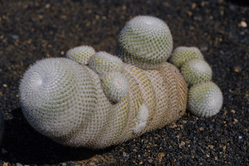 JARDIN DE CACTUS by Cesar Manrique on Lanzarote