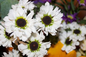 Obraz premium Daisy Bunch