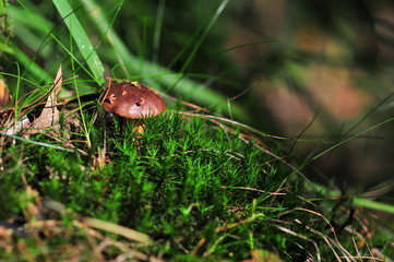 Imleria badia, commonly known as the bay bolete, Edible fungus in the forest