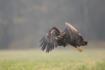 Birds of prey - white-tailed eagle in flight (Haliaeetus albicilla)