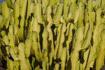 JARDIN DE CACTUS by Cesar Manrique on Lanzarote