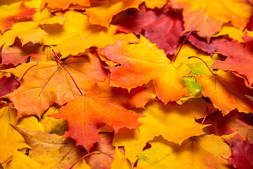 Naklejka na ściany i meble autumn orange maple leaves background