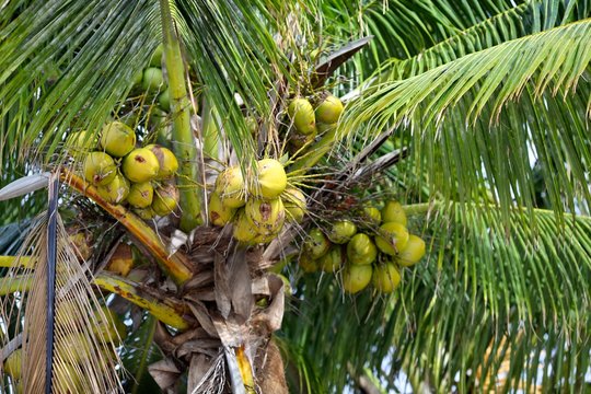 closeup of coconut palm tree