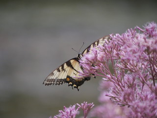 butterfly on a flower