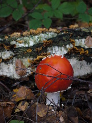 Fliegenpilze im Wald
