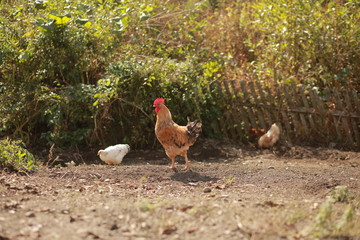 Rooster and hens. Free range rooster and hens. Many hens and one rooster walk on the green grass. Close-up, side view, cropped image, horizontal. Concept of poultry and countryside.
