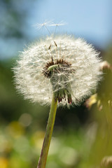 In spring, ripened dandelion seeds fly away from the wind