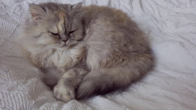 Cute and cuddly persian cat, sitting in bed and yawning.