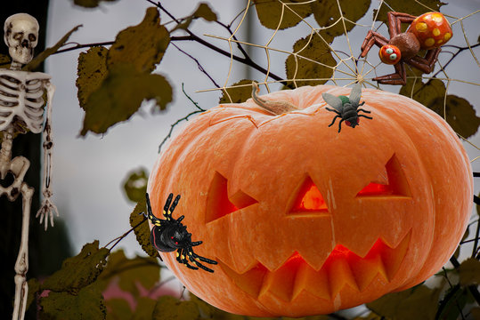 A pumpkin for the feast of Helluin's day with a carved nose eyes mouth and burning in the company of spiders flies and a skeleton
