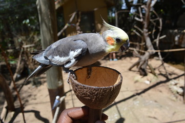 bird in the hand, parrot