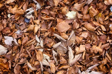 Autumn colored leaves