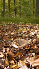 Fliegenpilze im Wald