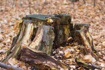 Rotten stump in autumn forest among fall yellow leaves