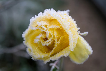 frozen rose in a garden