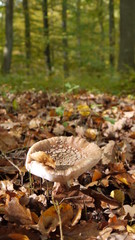 Fliegenpilze im Wald