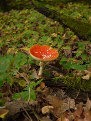 Fliegenpilze im Wald