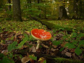 Fliegenpilze im Wald