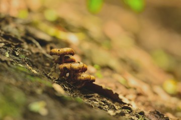 Forgotten mushrooms in forgotten road