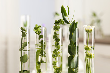 Closeup view of test tubes with different plants on blurred background