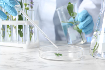 Scientist dripping liquid on plant in Petri dish at table, closeup