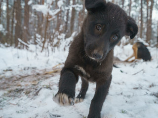 Obraz premium Funny black puppy playing in the street. Cold snow-white Russian winter. The concepts of beauty of nature and good mood.