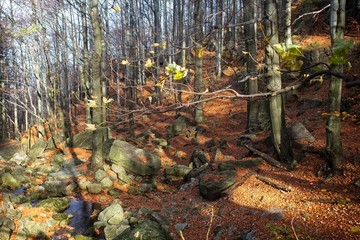 Deep forest in autumn colors