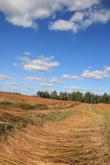 Fototapeta na wymiar Linen. Harvesting and harvesting flax on the field.
