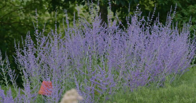 Huerto de lavanda Medicinal