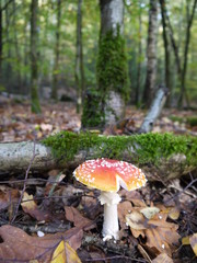 Fliegenpilze im Wald