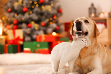 Adorable dog and cat together at room decorated for Christmas. Cute pets