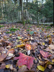 Fliegenpilze im Wald
