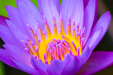 A Purple Lotus Flower
