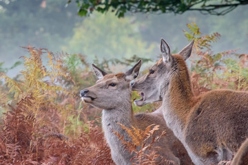 A red deer doe calls out a warning while another doe watches alert.