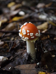 Fliegenpilze im Wald