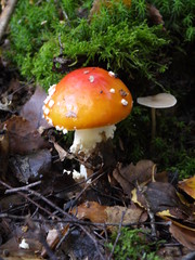 Fliegenpilze im Wald