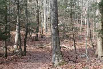 Woodland view in winter