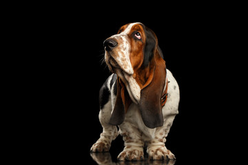 Funny Basset Hound Dog Standing and Looks Indifferent on Isolated black background, side view - obrazy, fototapety, plakaty