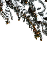 Naklejka na ściany i meble spruce branch in the snow