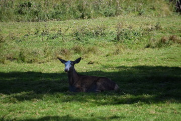 einzelnes Reh liegend im Schatten
