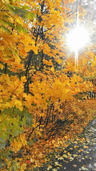 Autumn tree leaves yellow